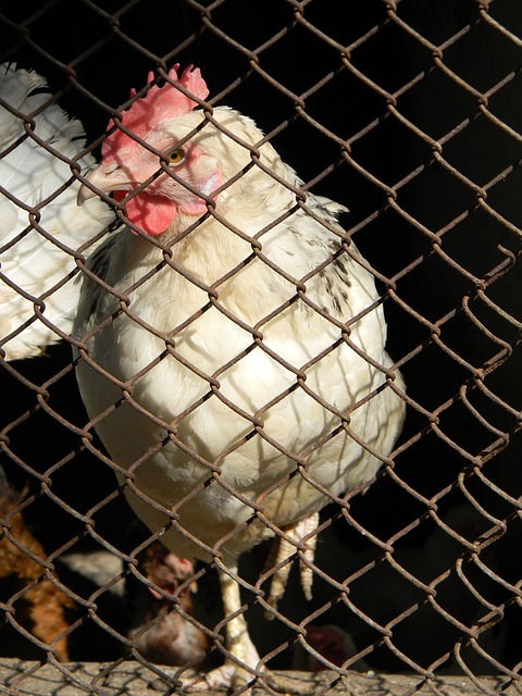 中国盲人足 中国盲人足